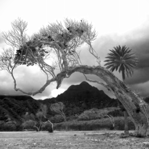 Bent Tree