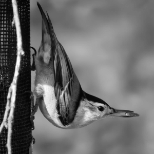 A Bird