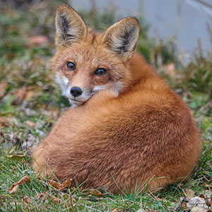 Fox