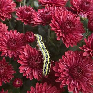 Caterpillar