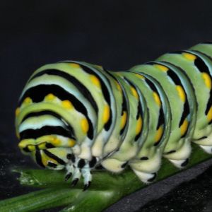 Caterpillar